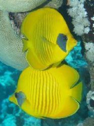 Masked butterfly fish taken Quays site, Ras Mohamed Park ... by Nikki Van Veelen 